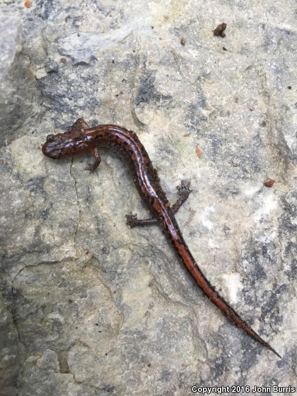 Northern Zigzag Salamander (Plethodon dorsalis)