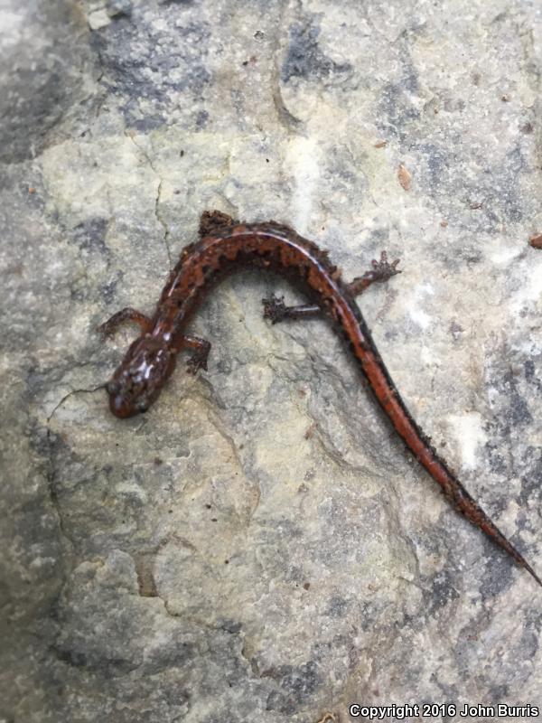 Northern Zigzag Salamander (Plethodon dorsalis)