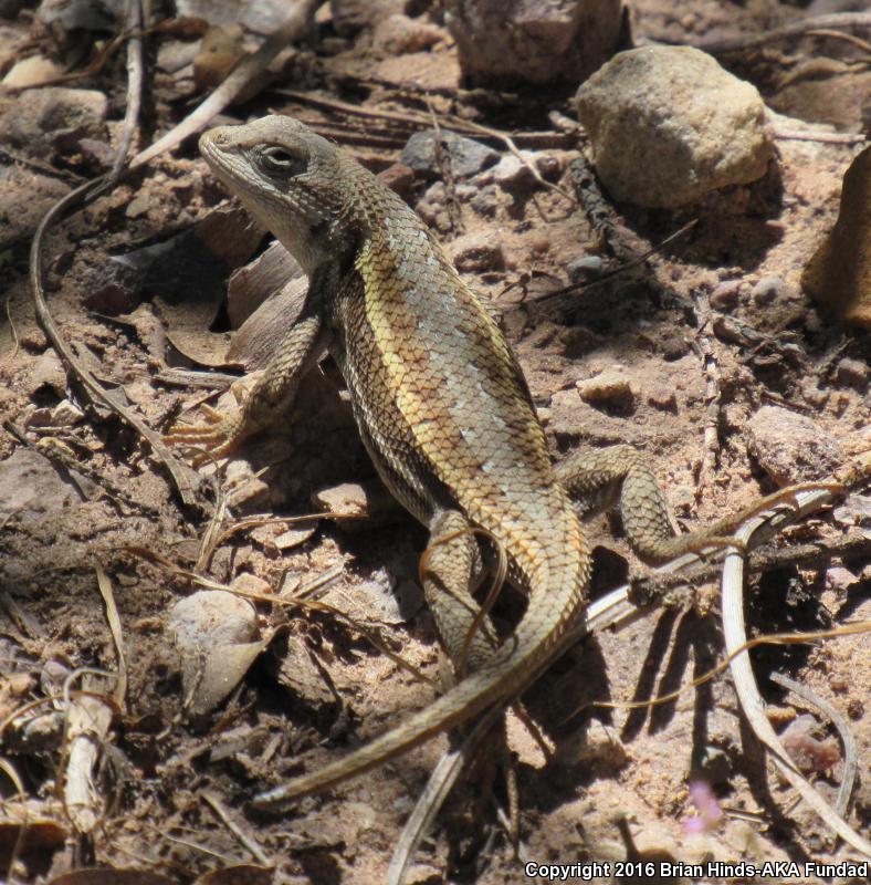 Striped Plateau Lizard (Sceloporus virgatus)