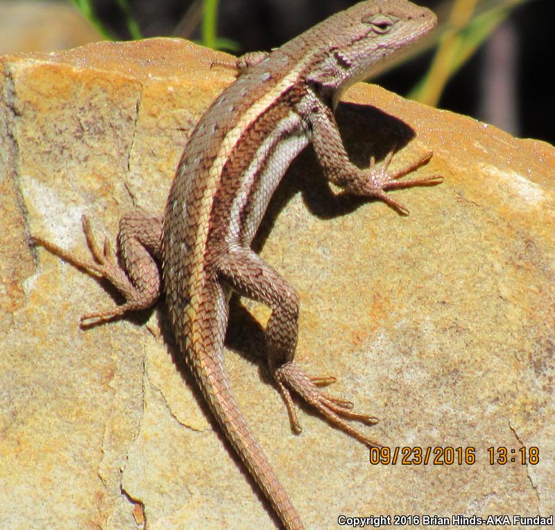 Striped Plateau Lizard (Sceloporus virgatus)