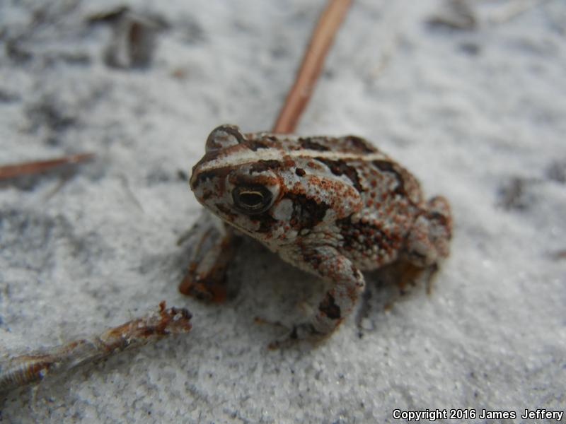 Oak Toad (Anaxyrus quercicus)