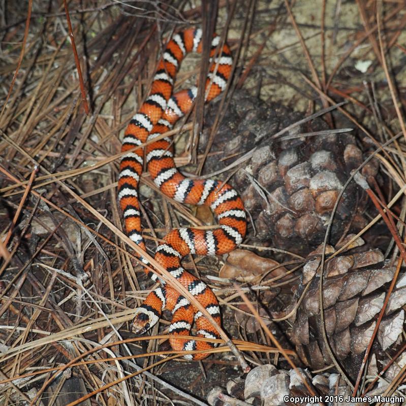 Coast Mountain Kingsnake (Lampropeltis zonata multifasciata)