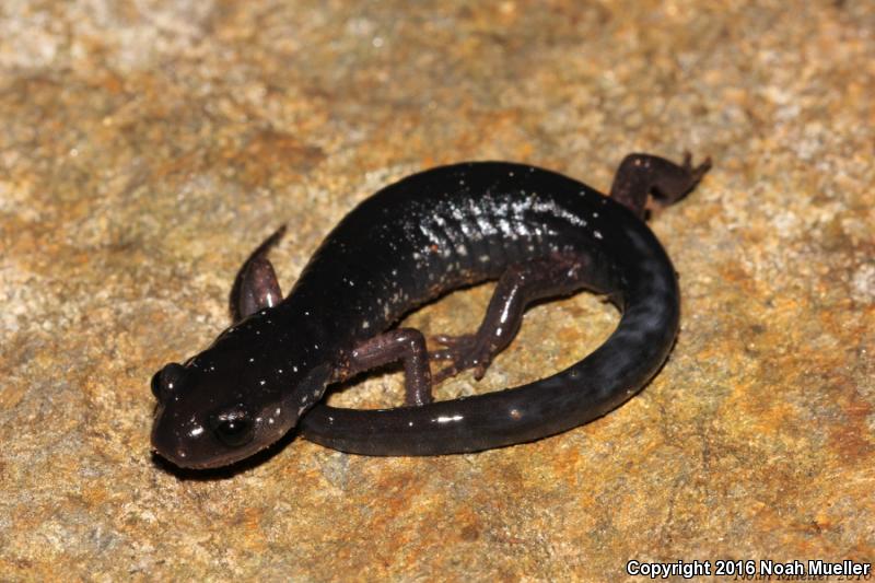 Southern Appalachian Salamander (Plethodon teyahalee)