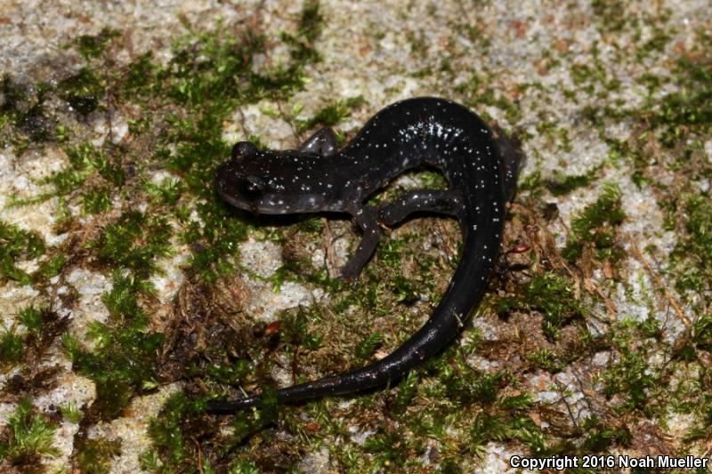 Southern Appalachian Salamander (Plethodon teyahalee)