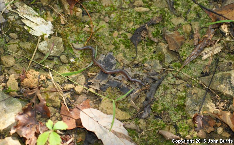 Midwestern Wormsnake (Carphophis amoenus helenae)