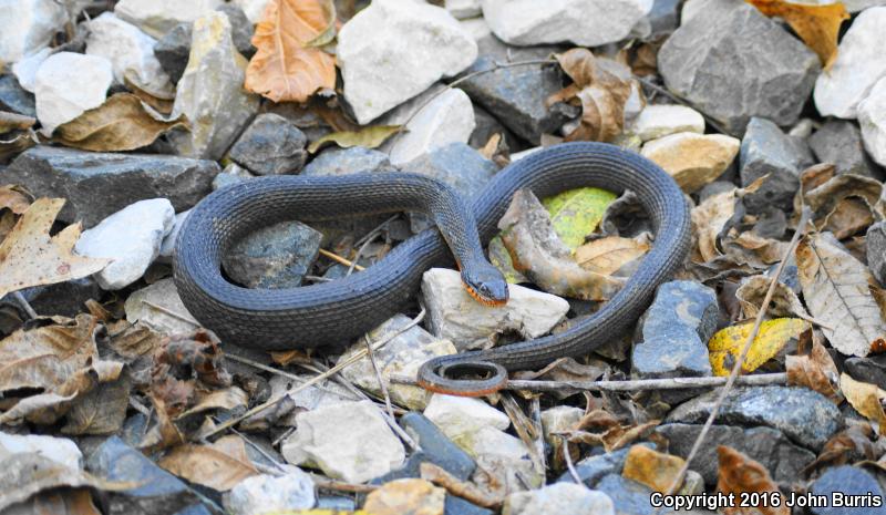 Copper-bellied Watersnake (Nerodia erythrogaster neglecta)