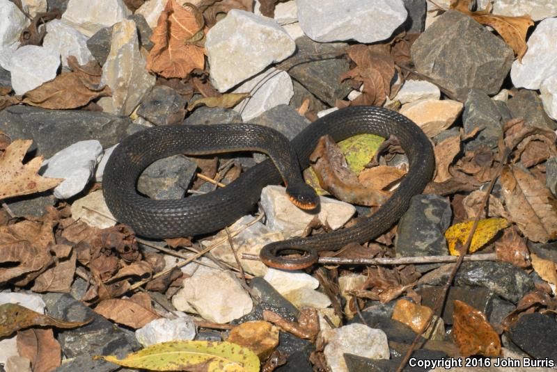 Copper-bellied Watersnake (Nerodia erythrogaster neglecta)