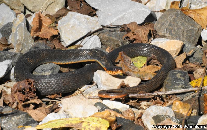 Copper-bellied Watersnake (Nerodia erythrogaster neglecta)