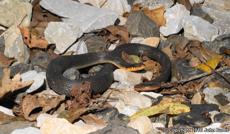 Copper-bellied Watersnake (Nerodia erythrogaster neglecta)