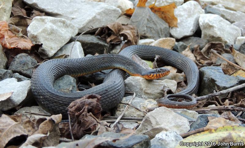 Copper-bellied Watersnake (Nerodia erythrogaster neglecta)