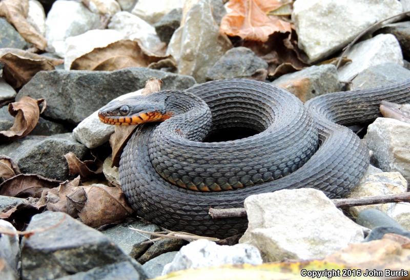 Copper-bellied Watersnake (Nerodia erythrogaster neglecta)