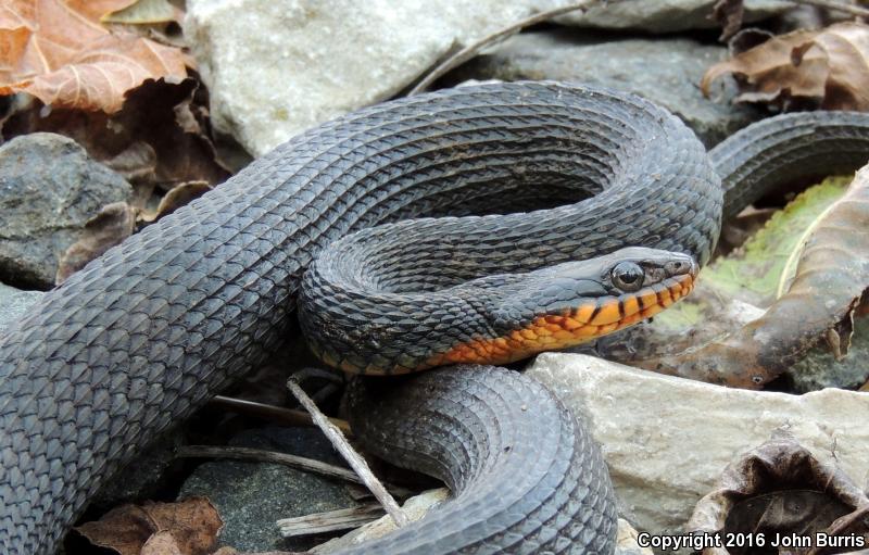 Copper-bellied Watersnake (Nerodia erythrogaster neglecta)