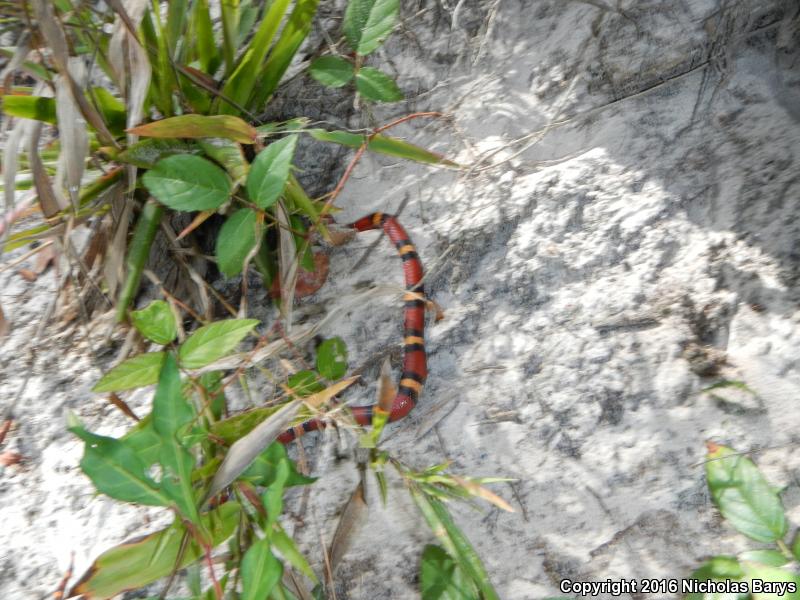 Scarlet Kingsnake (Lampropeltis triangulum elapsoides)