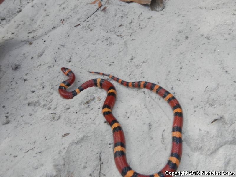 Scarlet Kingsnake (Lampropeltis triangulum elapsoides)