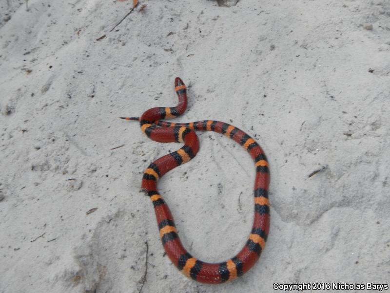 Scarlet Kingsnake (Lampropeltis triangulum elapsoides)