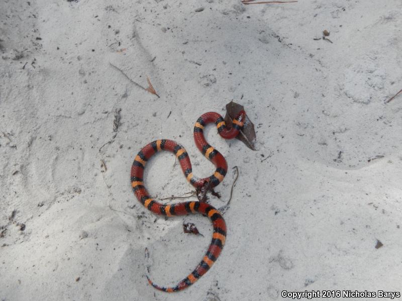 Scarlet Kingsnake (Lampropeltis triangulum elapsoides)