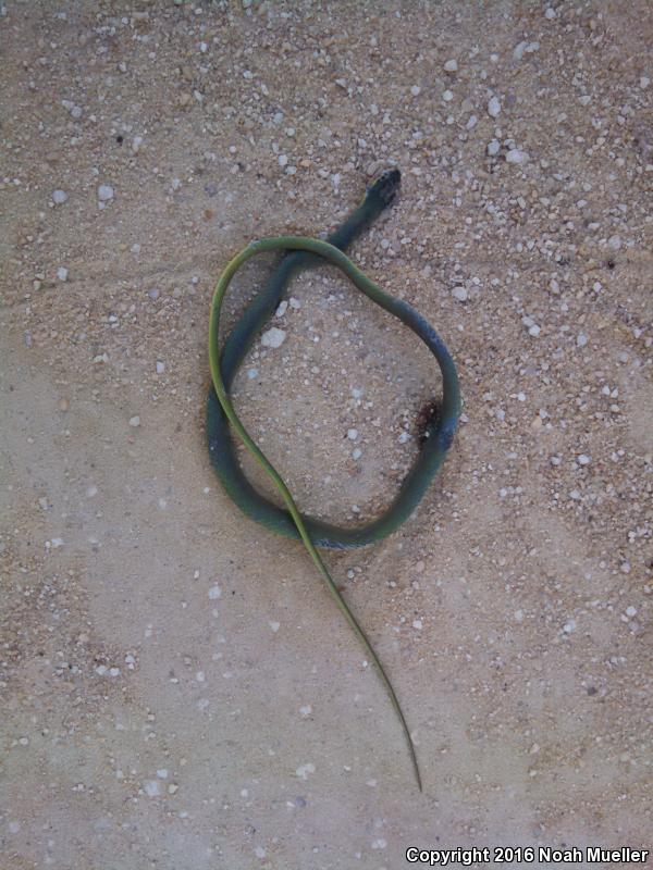 Florida Rough Greensnake (Opheodrys aestivus carinatus)