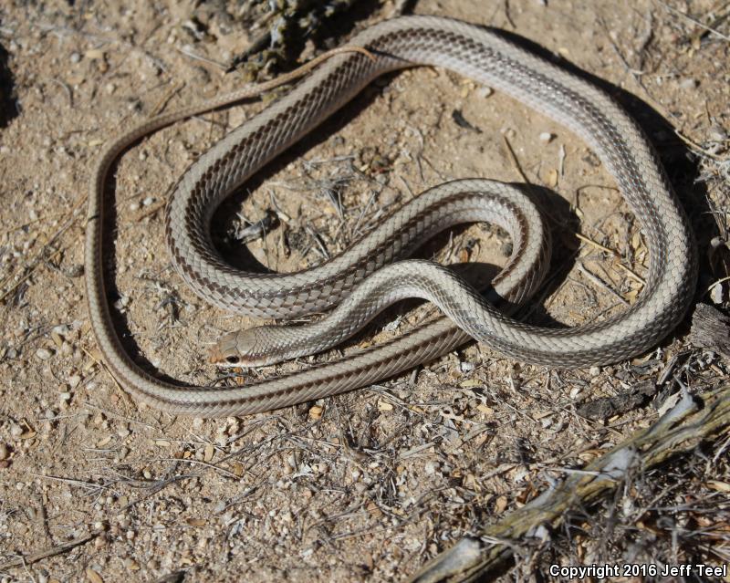 Baja California Patch-nosed Snake (Salvadora hexalepis klauberi)