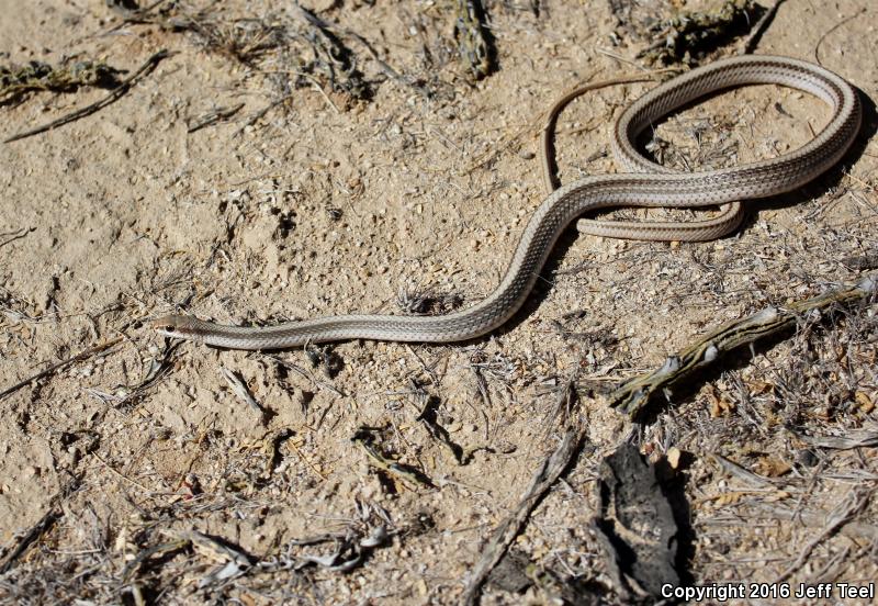 Baja California Patch-nosed Snake (Salvadora hexalepis klauberi)