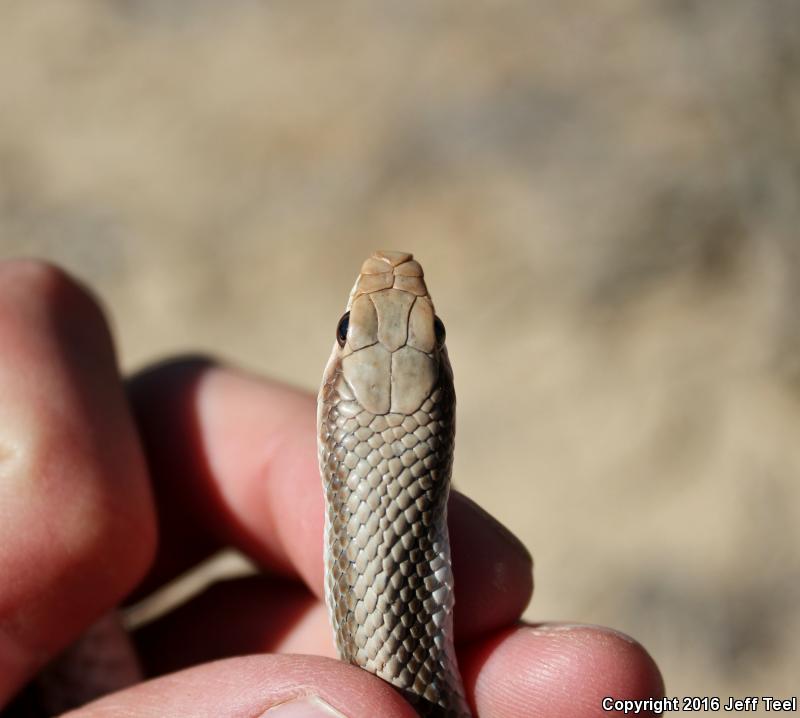 Baja California Patch-nosed Snake (Salvadora hexalepis klauberi)