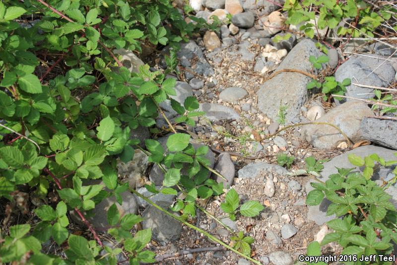 Narrow-headed Gartersnake (Thamnophis rufipunctatus)