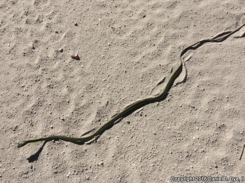 Florida Rough Greensnake (Opheodrys aestivus carinatus)