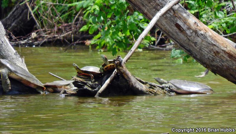 Western Spiny Softshell (Apalone spinifera hartwegi)