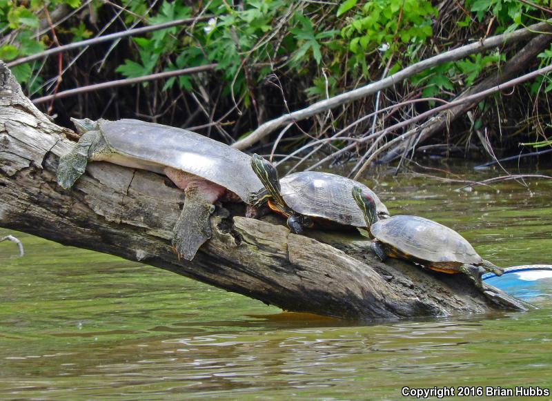 Western Spiny Softshell (Apalone spinifera hartwegi)