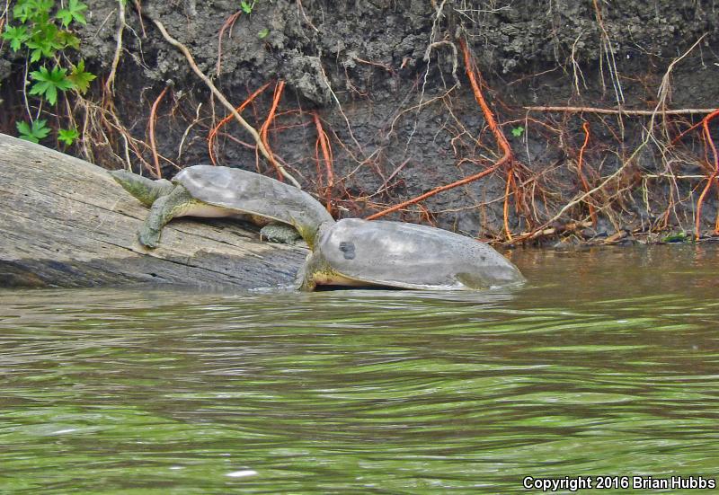 Western Spiny Softshell (Apalone spinifera hartwegi)