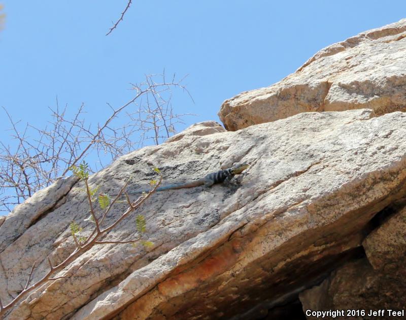 Short-nosed Rock Lizard (Petrosaurus repens)