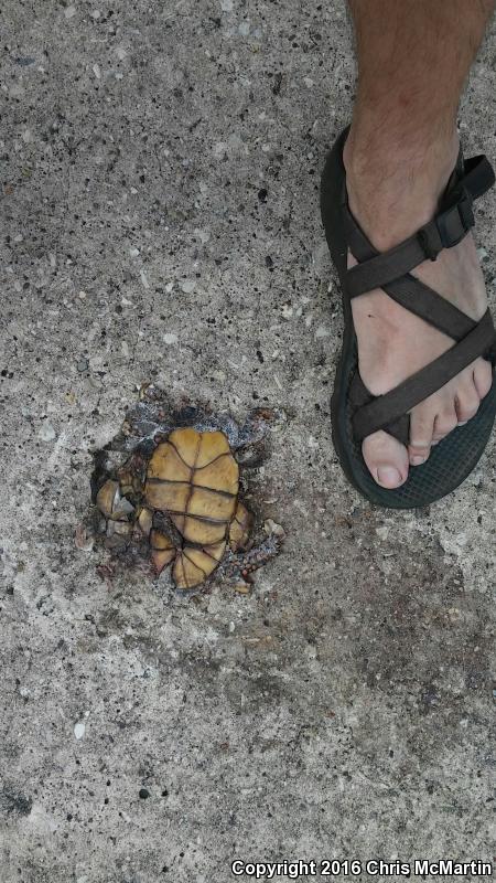 Three-toed Box Turtle (Terrapene carolina triunguis)