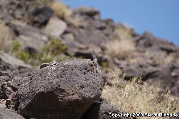 Great Basin Collared Lizard (Crotaphytus bicinctores)