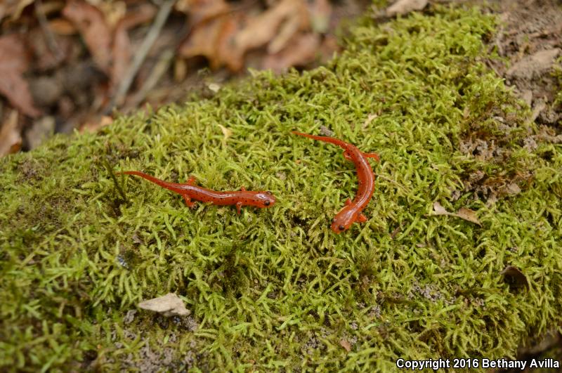 Midland Mud Salamander (Pseudotriton montanus diastictus)