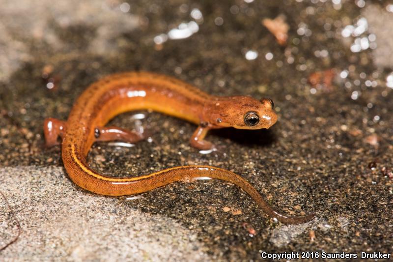 Patch-nosed Salamander (Urspelerpes brucei)