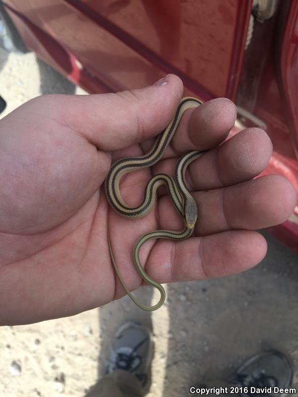 Mountain Patch-nosed Snake (Salvadora grahamiae grahamiae)