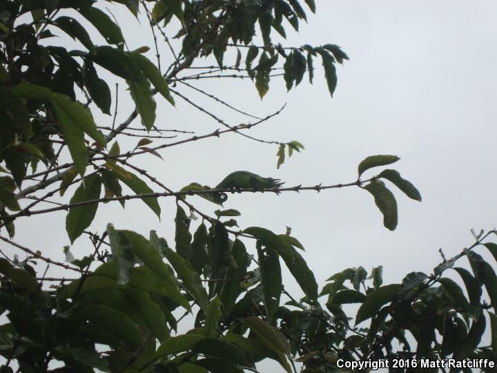 Jackson's Chameleon (Chamaeleo jacksonii)