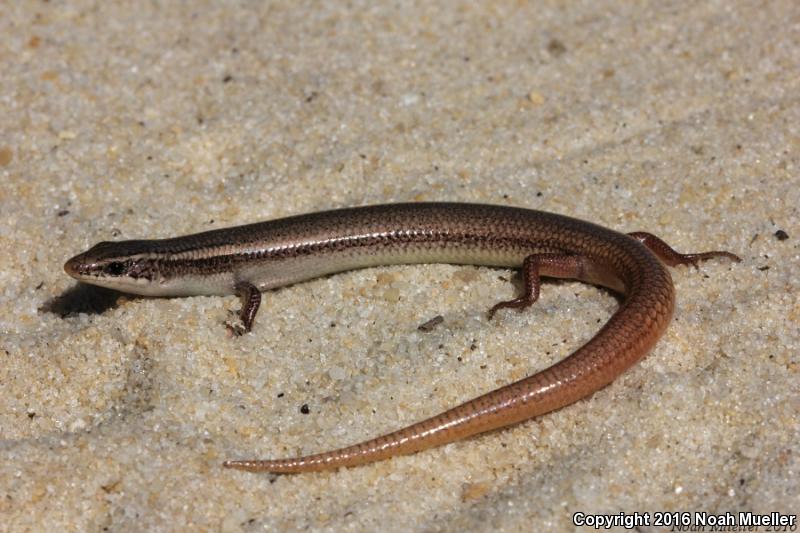 Peninsula Mole Skink (Plestiodon egregius onocrepis)