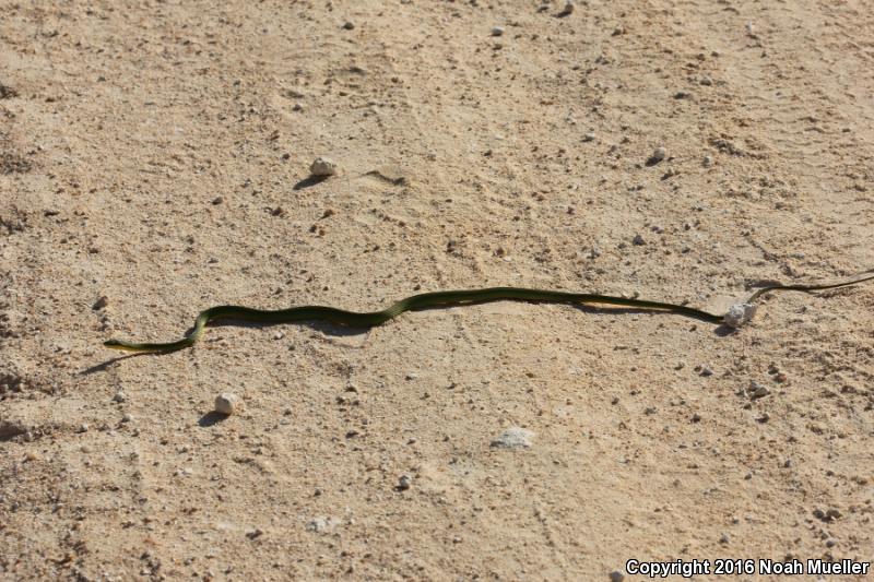 Florida Rough Greensnake (Opheodrys aestivus carinatus)