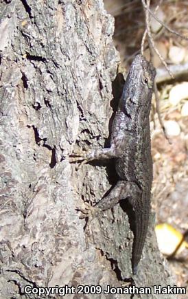 Great Basin Fence Lizard (Sceloporus occidentalis longipes)