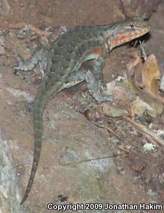 Southern Sagebrush Lizard (Sceloporus graciosus vandenburgianus)