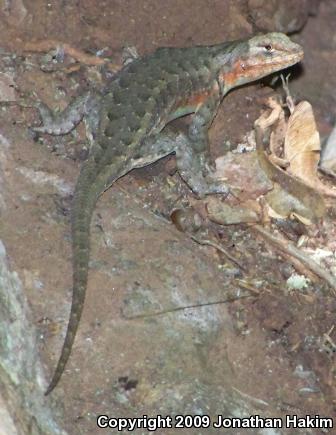 Southern Sagebrush Lizard (Sceloporus graciosus vandenburgianus)