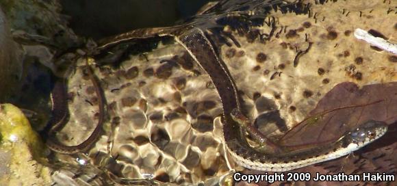 Two-striped Gartersnake (Thamnophis hammondii)