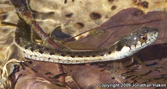 Two-striped Gartersnake (Thamnophis hammondii)