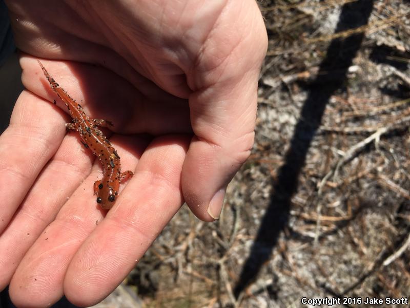 Eastern Mud Salamander (Pseudotriton montanus montanus)