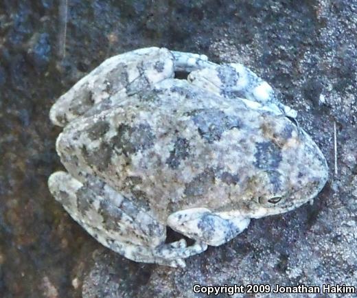 California Treefrog (Pseudacris cadaverina)