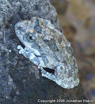 California Treefrog (Pseudacris cadaverina)