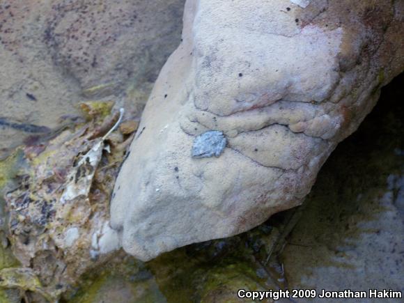 California Treefrog (Pseudacris cadaverina)