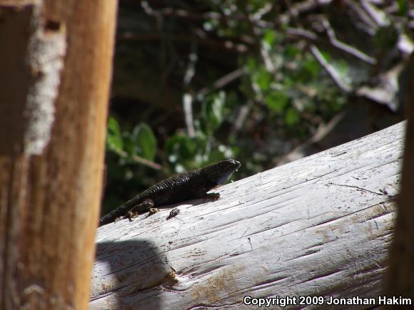 Great Basin Fence Lizard (Sceloporus occidentalis longipes)