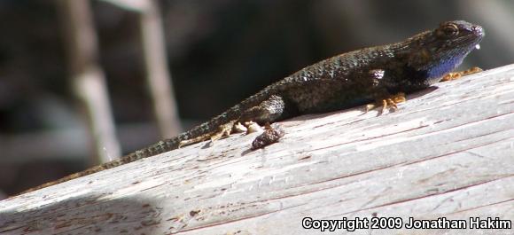 Great Basin Fence Lizard (Sceloporus occidentalis longipes)