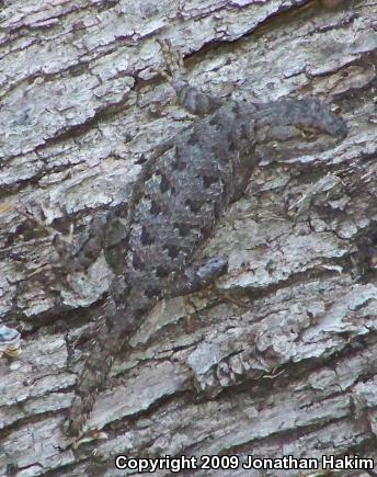 Great Basin Fence Lizard (Sceloporus occidentalis longipes)